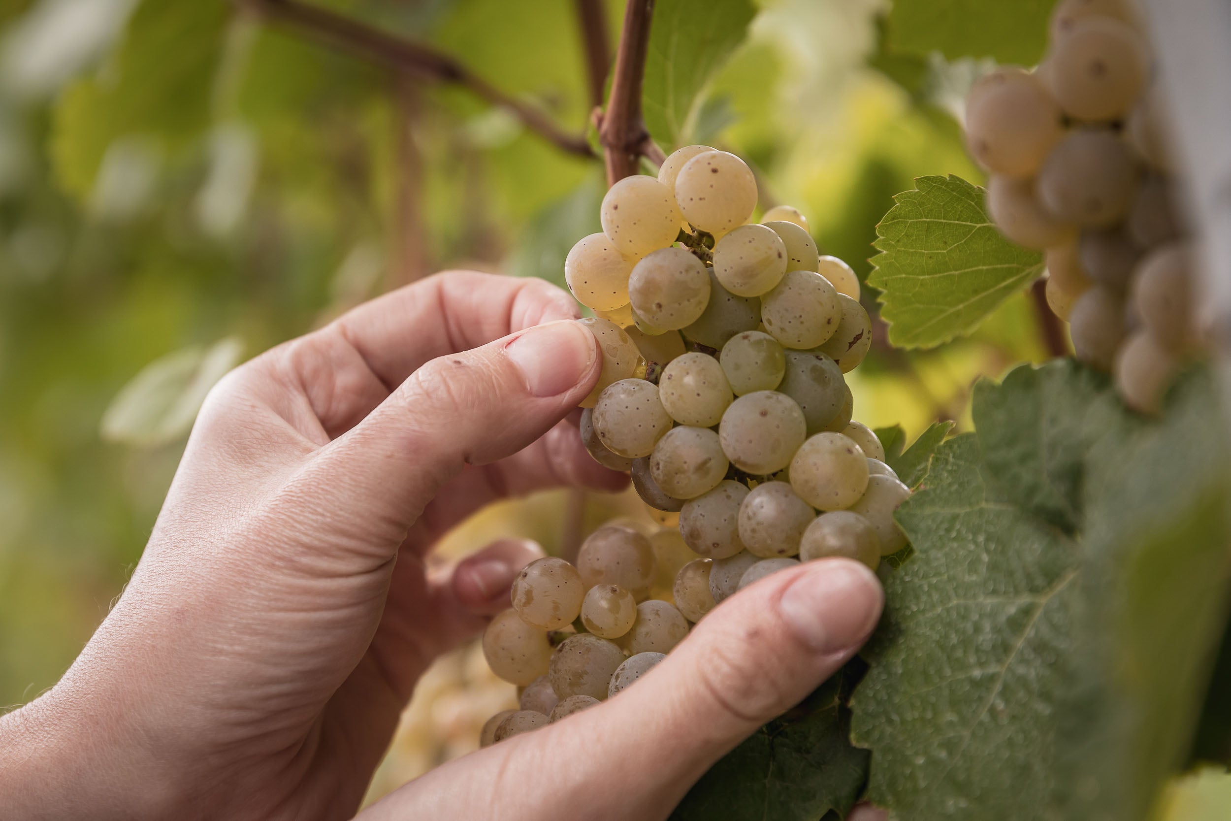 Eine gesunde und reife Silvaner Traube wird sorgfältig per Hand von Marie-Sophie Melber