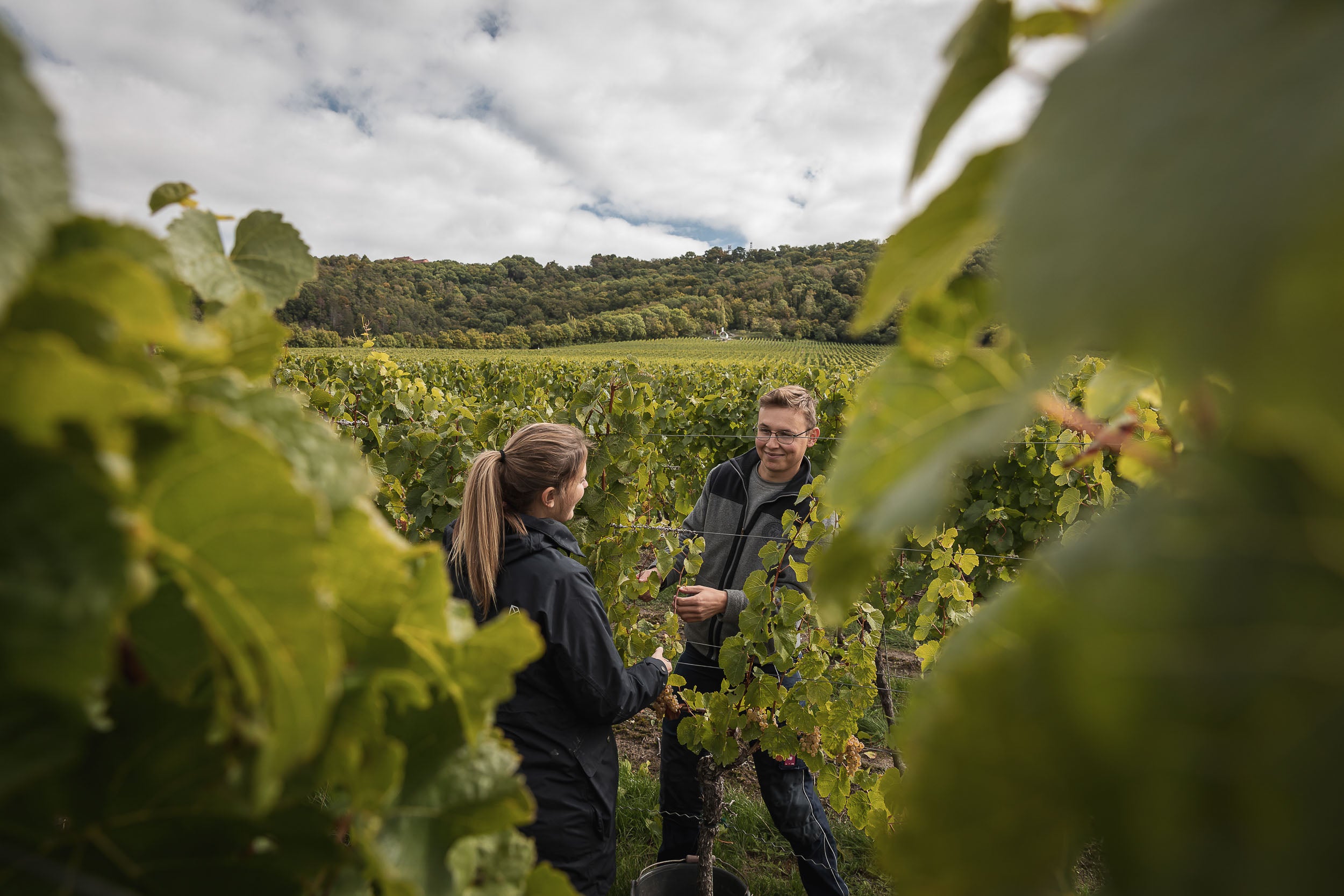 Michael Melber und seine Frau Marie-Sophie arbeiten gemeinsam in den fränkischen Weinbergen auf Gipskeuperboden, mit viel Herzblut und Handarbeit 